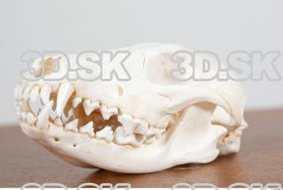 Skull photo reference 0053